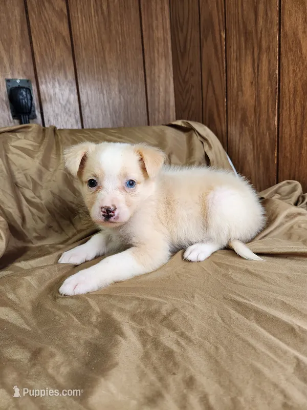  Blondy – Australian Shepherd puppy for sale in Skiatook, OK