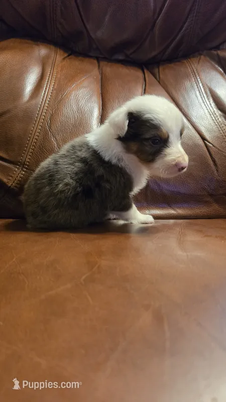Silver – Australian Shepherd puppy for sale in Skiatook, OK