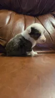 Silver, a male Australian Shepherd for sale in Skiatook, OK – 1 of 5