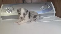 Cinch, a male Australian Shepherd for sale in Skiatook, OK – 2 of 4
