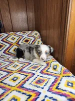 Lilu, a female Australian Shepherd for sale in Skiatook, OK – 3 of 8
