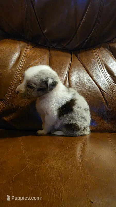 Hank – Australian Shepherd puppy for sale in Skiatook, OK