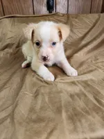  Blondy, a female Australian Shepherd for sale in Skiatook, OK – 6 of 9