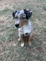Willow, a female Australian Shepherd for sale in Skiatook, OK – 1 of 7