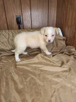  Blondy, a female Australian Shepherd for sale in Skiatook, OK – 2 of 9