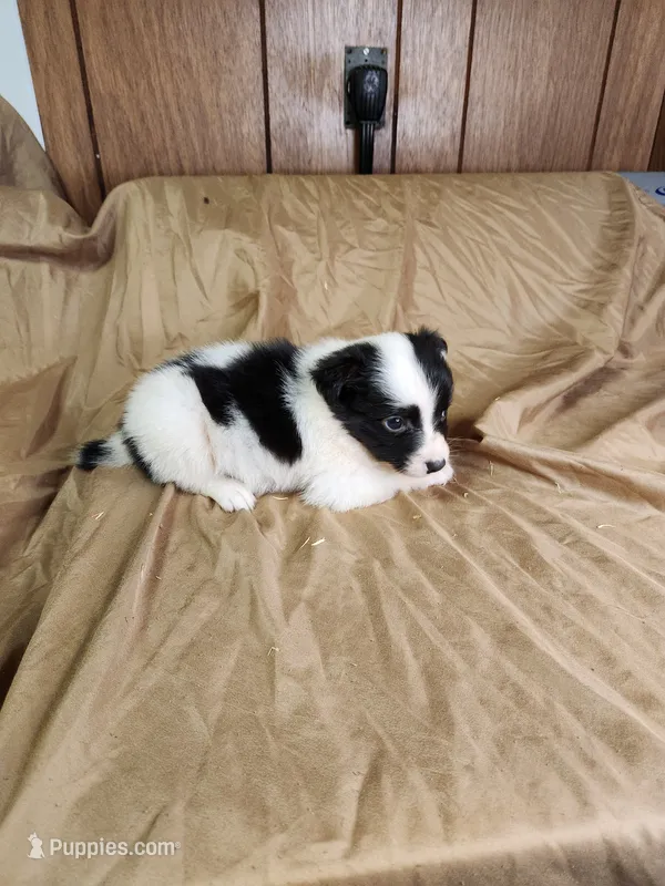 Jasmine  – Australian Shepherd puppy for sale in Skiatook, OK