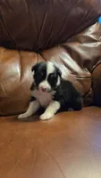 Sam, a male Australian Shepherd for sale in Skiatook, OK – 2 of 9