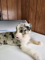 Bell, a female Australian Shepherd for sale in Skiatook, OK – Photo 5 of 10