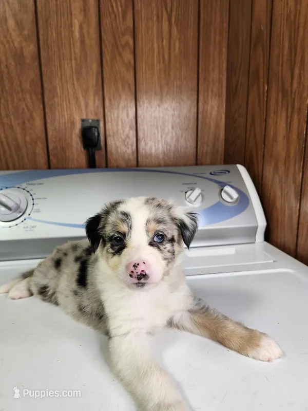 Bell – Australian Shepherd puppy for sale in Skiatook, OK