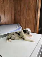 Bell, a female Australian Shepherd for sale in Skiatook, OK – Photo 4 of 10