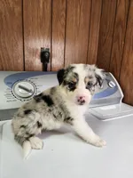 Bell, a female Australian Shepherd for sale in Skiatook, OK – Photo 9 of 10