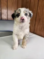 Bell, a female Australian Shepherd for sale in Skiatook, OK – Photo 10 of 10