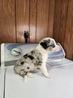 Bell, a female Australian Shepherd for sale in Skiatook, OK – Photo 8 of 10