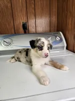 Bell, a female Australian Shepherd for sale in Skiatook, OK – Photo 2 of 10