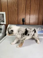 Bell, a female Australian Shepherd for sale in Skiatook, OK – Photo 7 of 10
