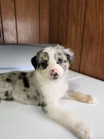 Bell, a female Australian Shepherd for sale in Skiatook, OK – Photo 6 of 10