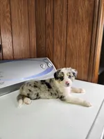 Bell, a female Australian Shepherd for sale in Skiatook, OK – Photo 3 of 10