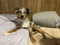 Willow, a female Australian Shepherd for sale in Skiatook, OK – 5 of 7