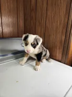 Bond, a female Australian Shepherd for sale in Skiatook, OK – Photo 9 of 10