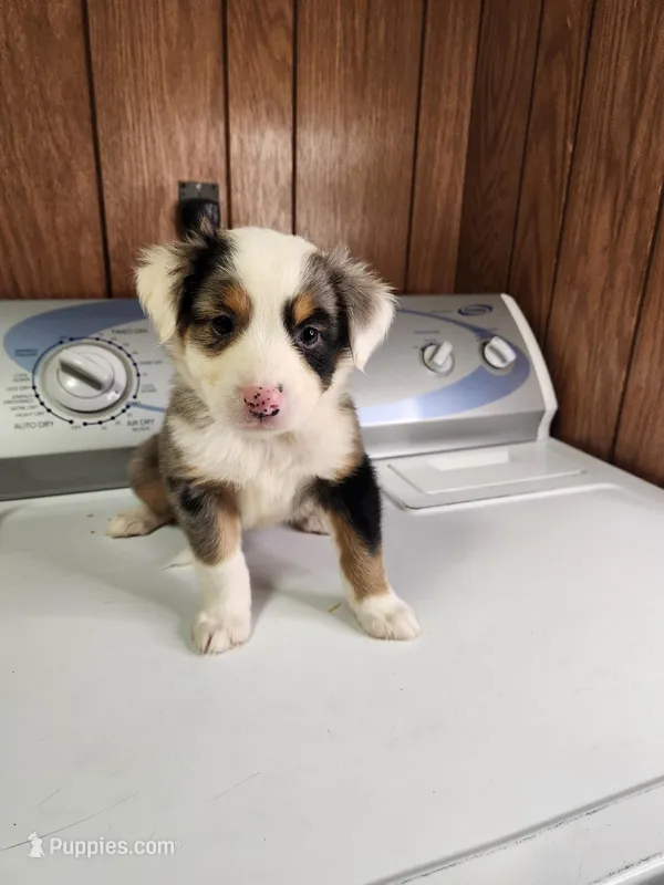 Bond – Australian Shepherd puppy for sale in Skiatook, OK