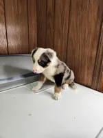 Bond, a female Australian Shepherd for sale in Skiatook, OK – Photo 10 of 10