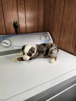 Bond, a female Australian Shepherd for sale in Skiatook, OK – Photo 7 of 10