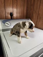 Bond, a female Australian Shepherd for sale in Skiatook, OK – Photo 6 of 10