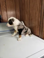 Bond, a female Australian Shepherd for sale in Skiatook, OK – Photo 5 of 10