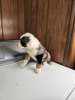 Bond, a female Australian Shepherd for sale in Skiatook, OK – Photo 8 of 10