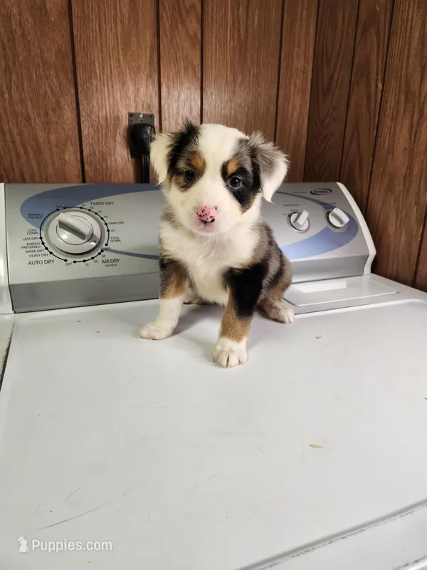 Bond – Australian Shepherd puppy for sale in Skiatook, OK