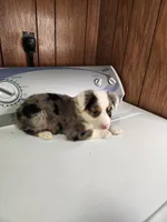 Bond, a female Australian Shepherd for sale in Skiatook, OK – Photo 2 of 10