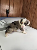 Bond, a female Australian Shepherd for sale in Skiatook, OK – Photo 3 of 10