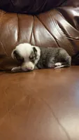 Silver, a male Australian Shepherd for sale in Skiatook, OK – 2 of 5