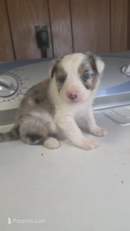 Cinch – Australian Shepherd puppy for sale in Skiatook, OK