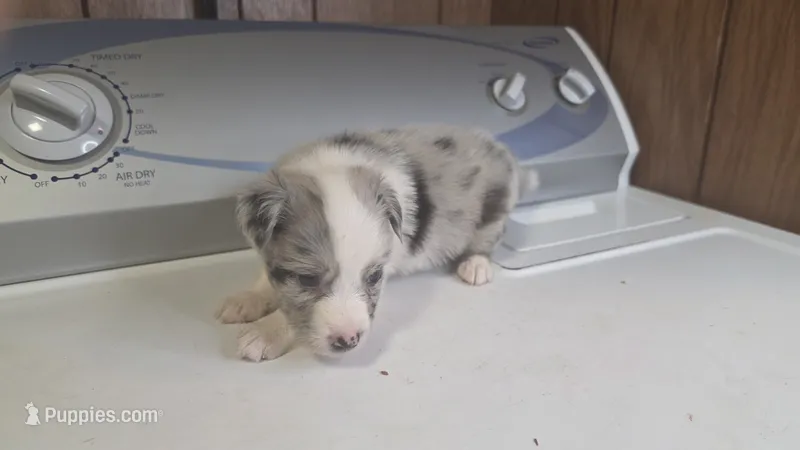 Liberty  – Australian Shepherd puppy for sale in Skiatook, OK
