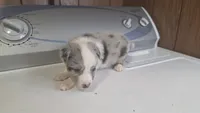 Liberty , a male Australian Shepherd for sale in Skiatook, OK – 1 of 7