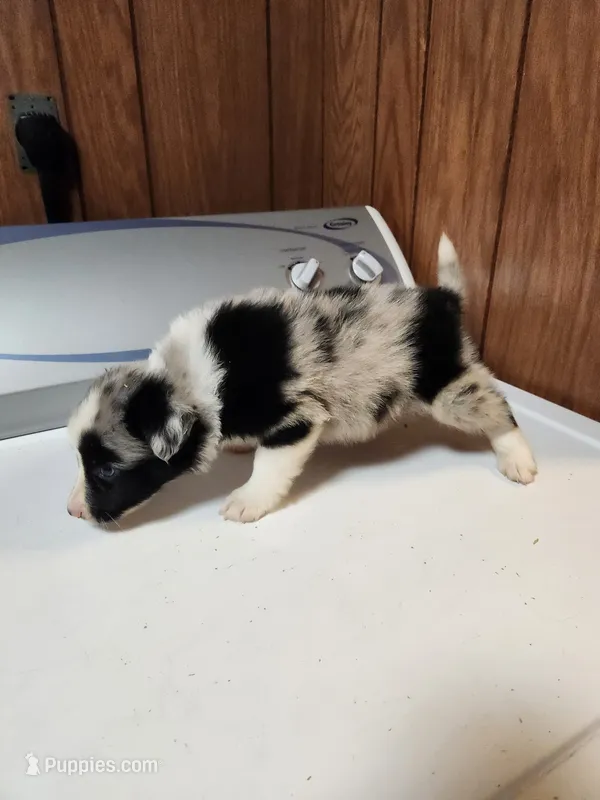 Luke – Australian Shepherd puppy for sale in Skiatook, OK