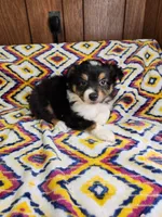 Tiger, a male Australian Shepherd for sale in Skiatook, OK – 6 of 9