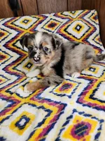 Mini, a female Australian Shepherd for sale in Skiatook, OK – 7 of 7