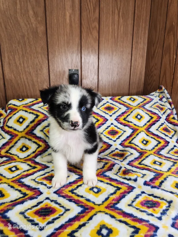 Luke – Australian Shepherd puppy for sale in Skiatook, OK