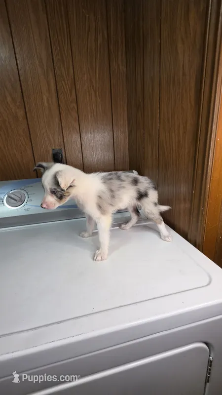 Sarah – Australian Shepherd puppy on hold in Skiatook, OK
