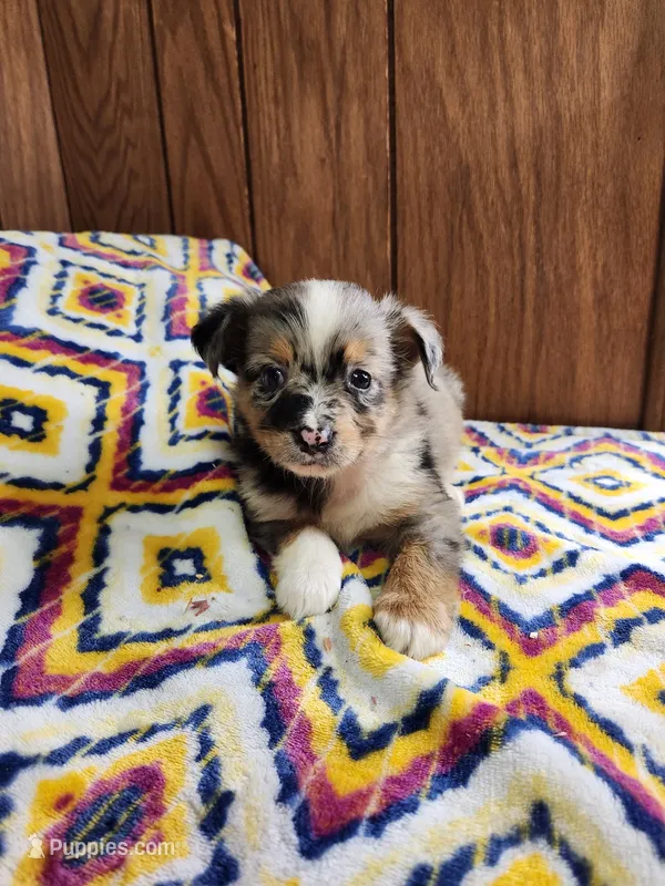 Mini – Australian Shepherd puppy for sale in Skiatook, OK