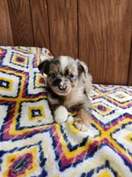 Mini, a female Australian Shepherd for sale in Skiatook, OK – 1 of 7