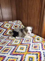 Lilu, a female Australian Shepherd for sale in Skiatook, OK – 6 of 8