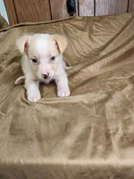  Blondy, a female Australian Shepherd for sale in Skiatook, OK – 4 of 9