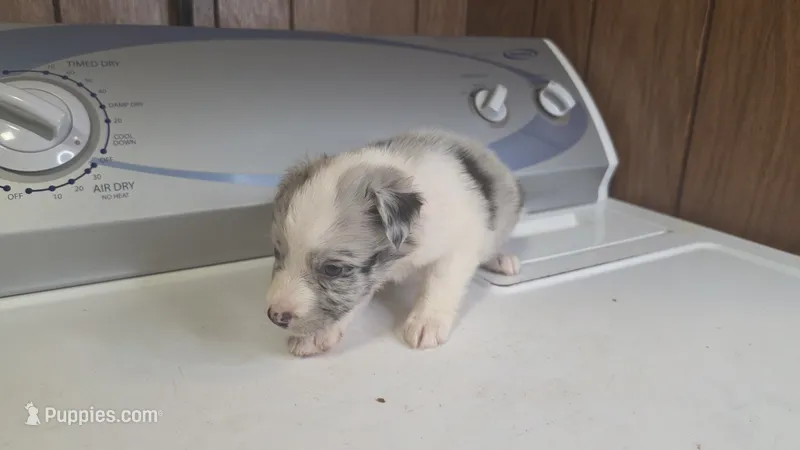 Cinch – Australian Shepherd puppy for sale in Skiatook, OK