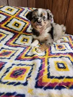 Mini, a female Australian Shepherd for sale in Skiatook, OK – 3 of 7