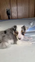 Cowboy, a male Australian Shepherd for sale in Skiatook, OK – 4 of 4