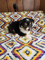 Tiger, a male Australian Shepherd for sale in Skiatook, OK – 2 of 9