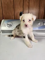 Boo, a female Australian Shepherd for sale in Skiatook, OK – Photo 3 of 4